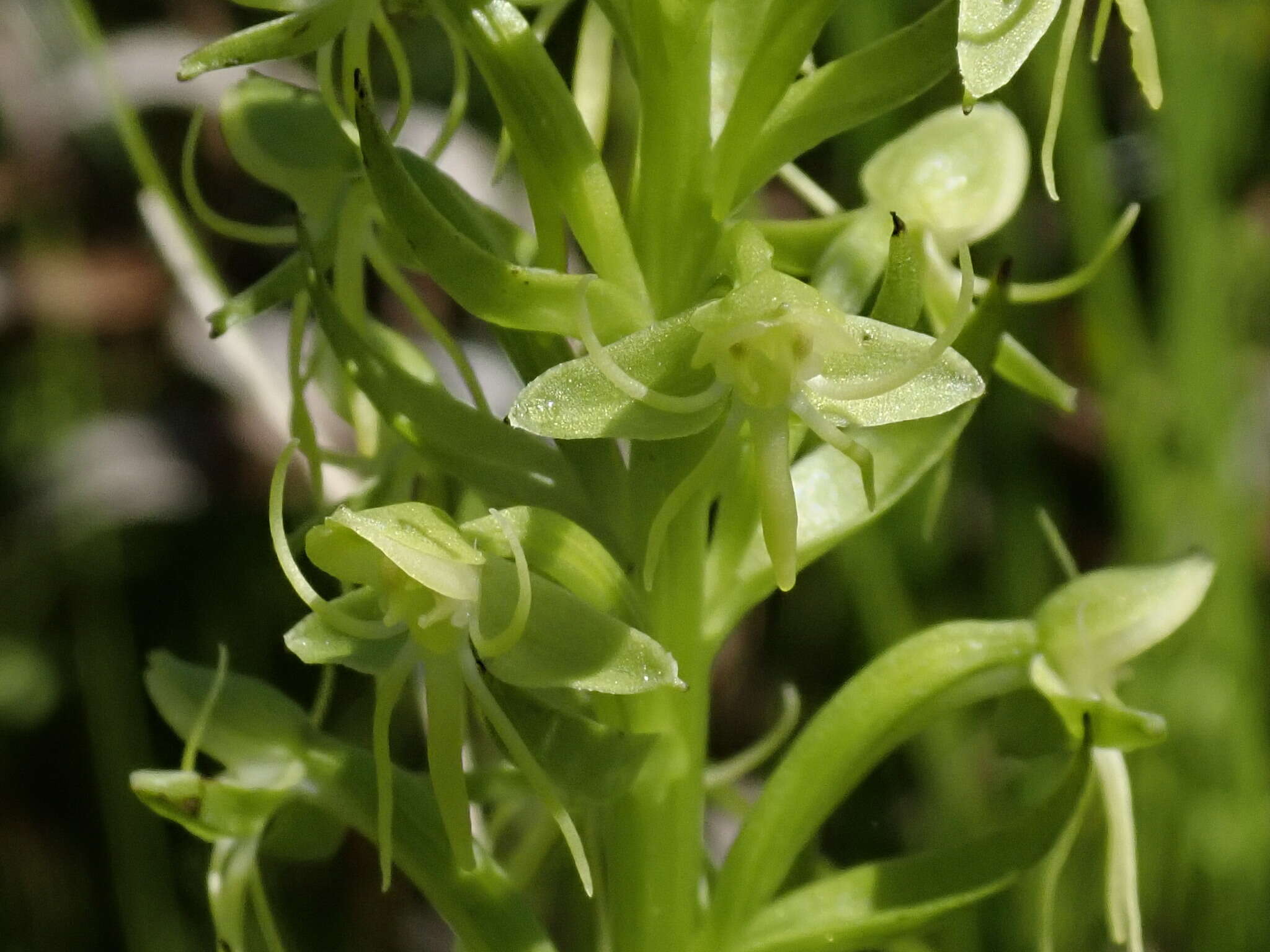 Image of Waterspider bog orchid