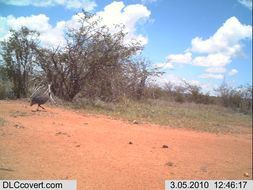 Image of Helmeted Guineafowl