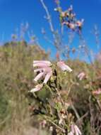 Image of Albertinia Heath