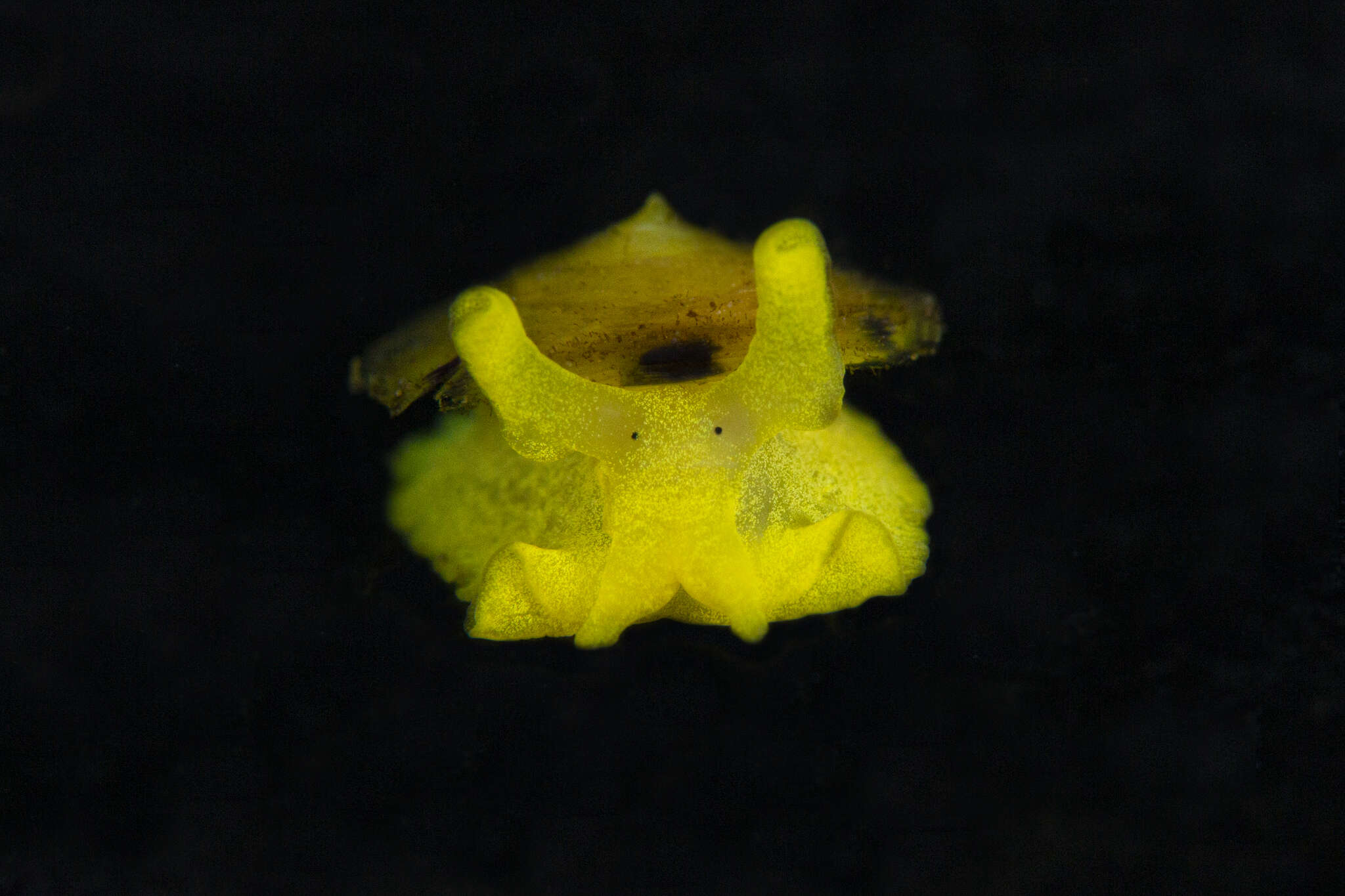 Image of Tylodina fungina Gabb 1865