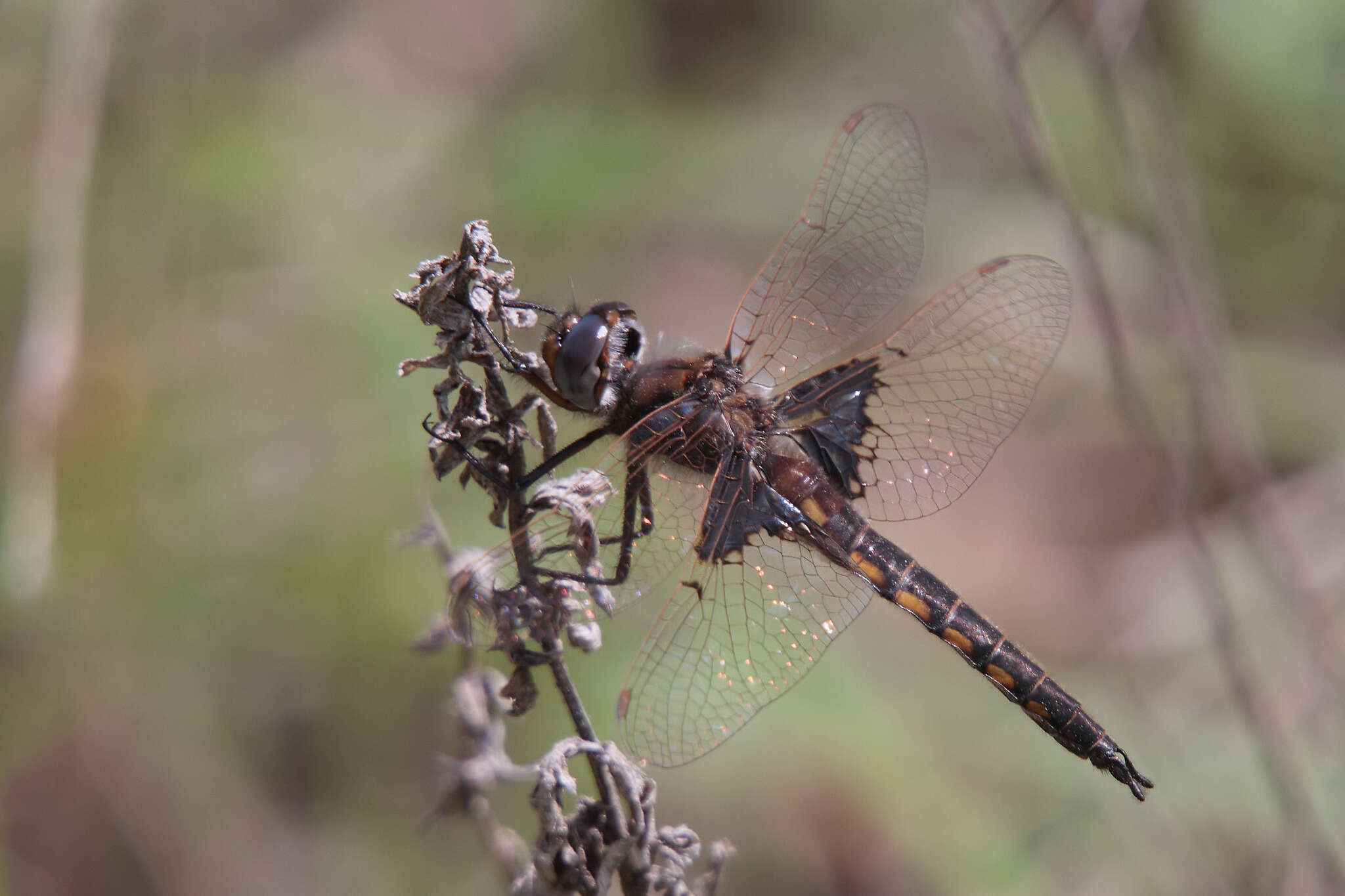 Image of Mantled Baskettail