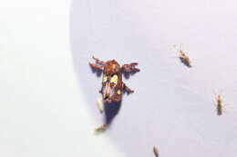 Image of Nanina Oak-Slug Moth