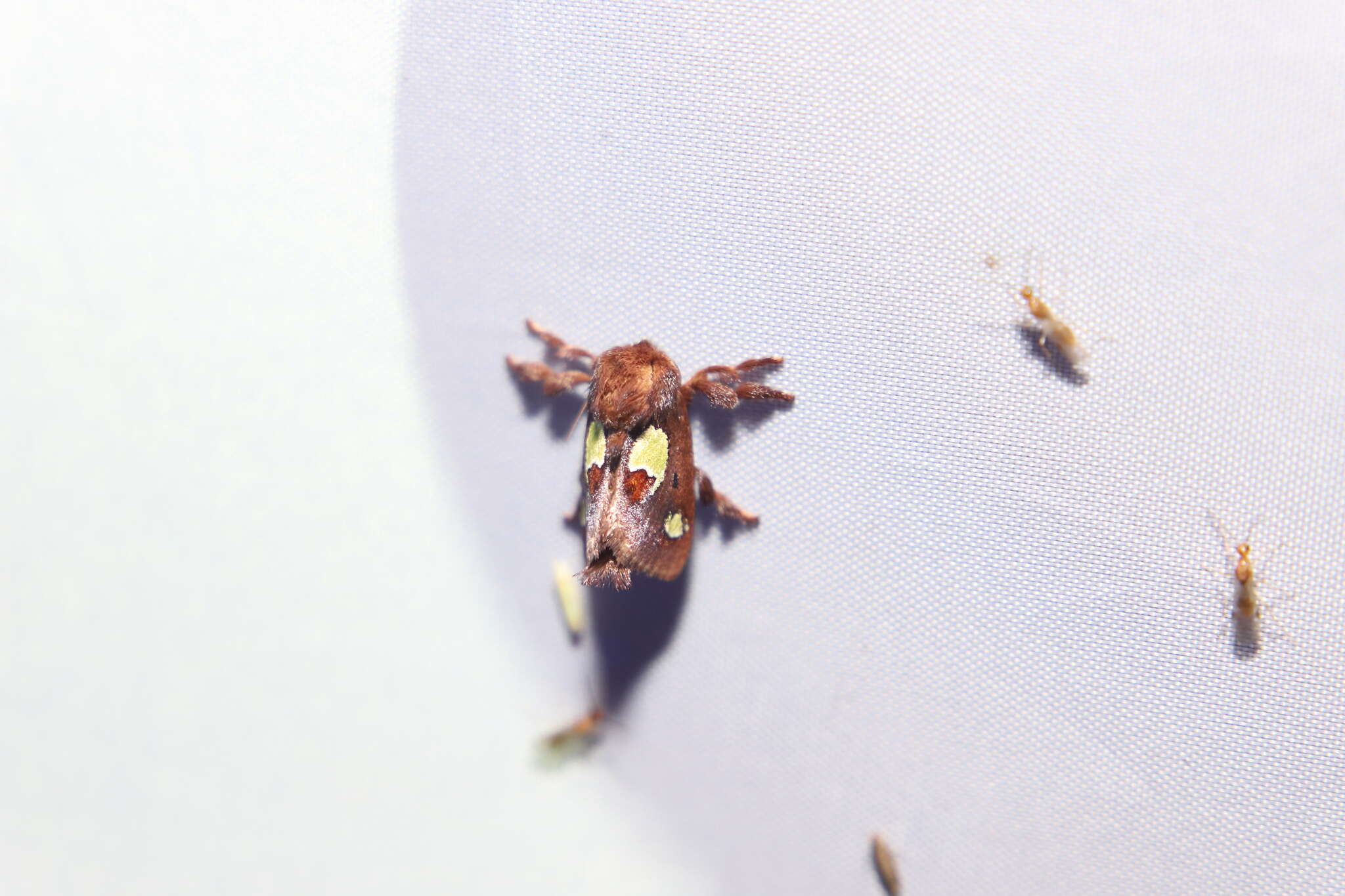 Image of Nanina Oak-Slug Moth