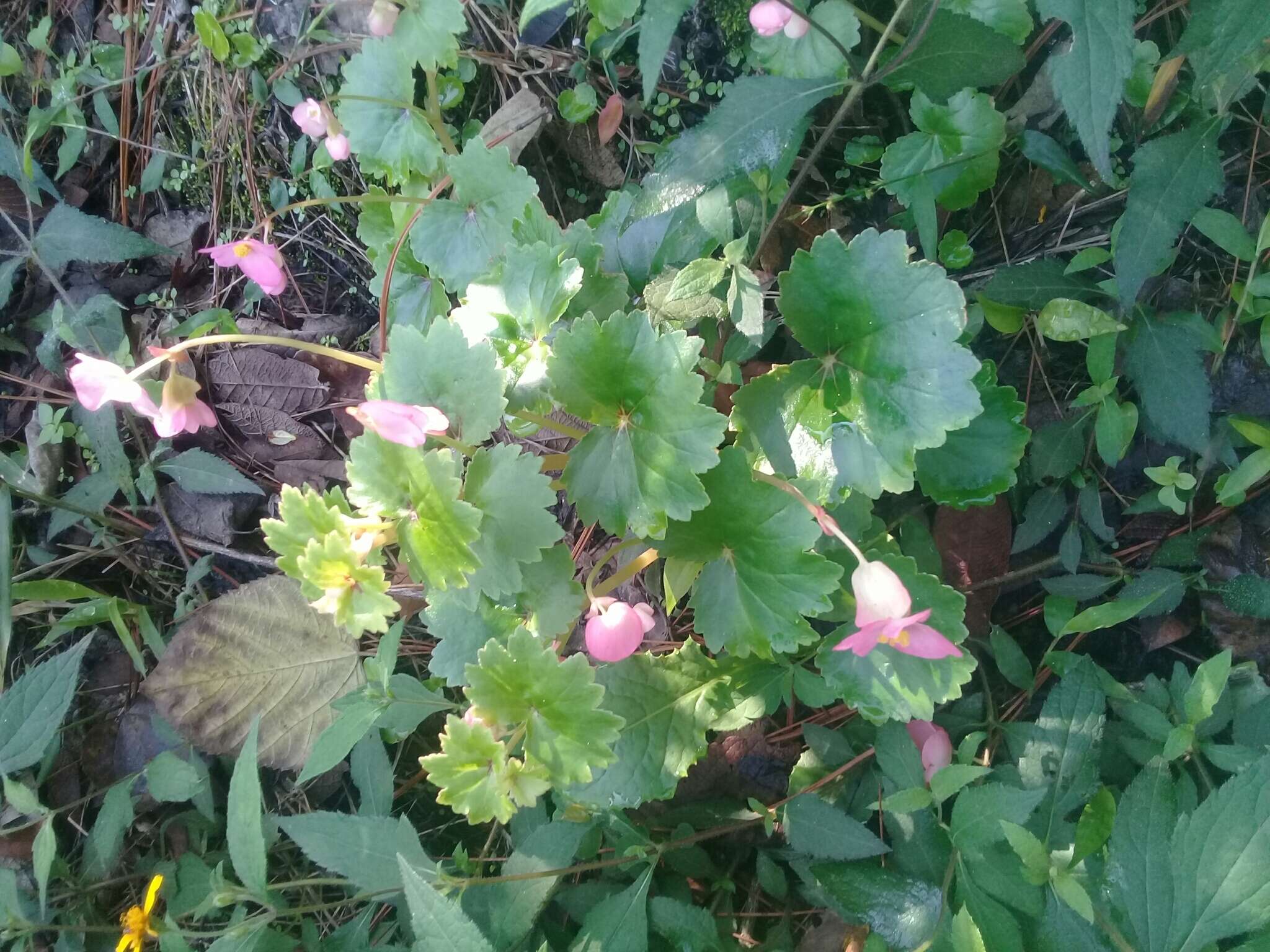 Image of Begonia uniflora S. Watson