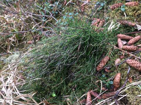 Image of Delicate Horsetail