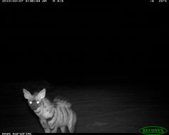 Image of Aardwolf