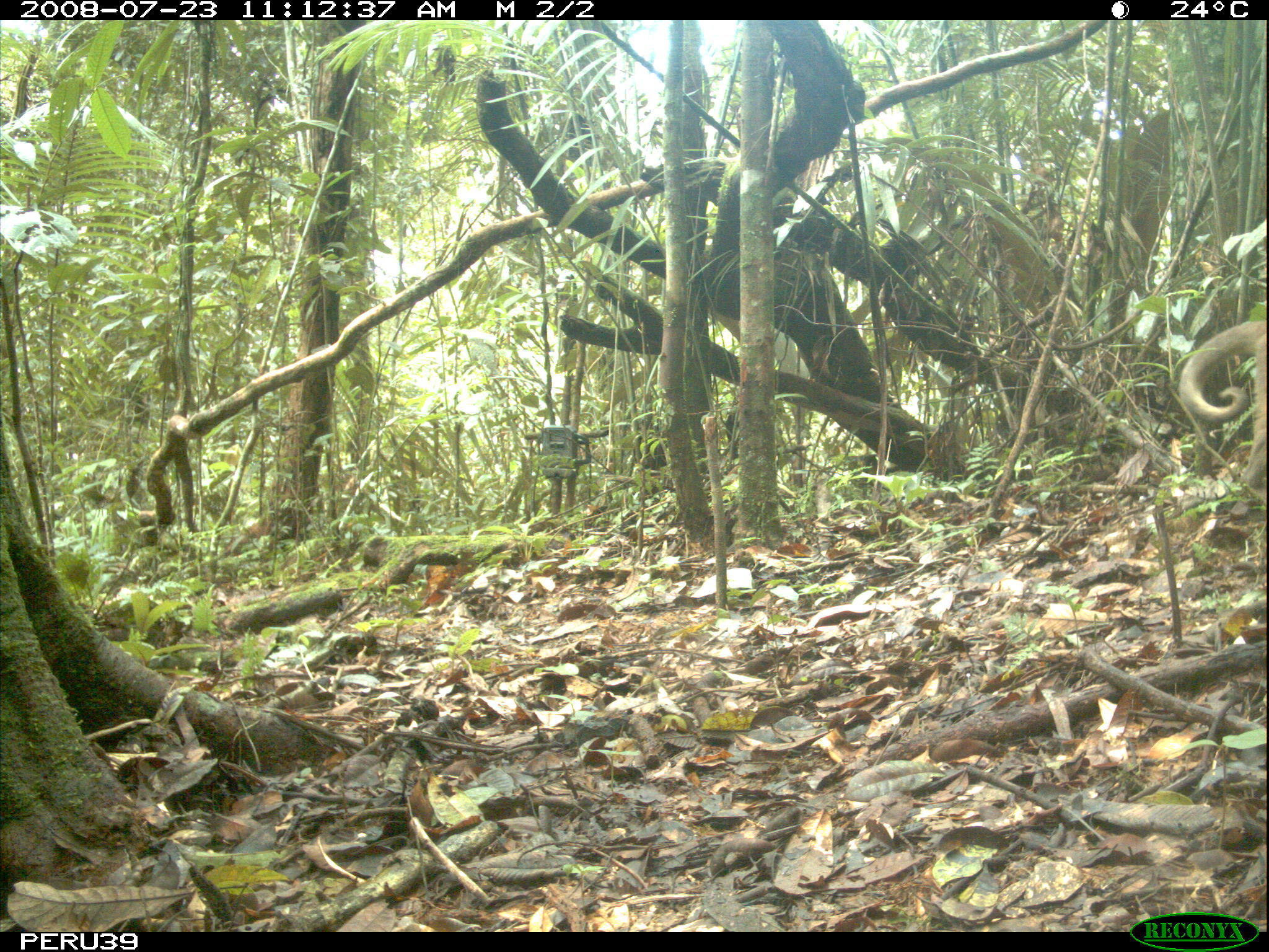 Image of White-fronted Capuchin