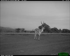 Image of Thomson's Gazelle