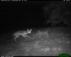 Image of Black-backed Jackal