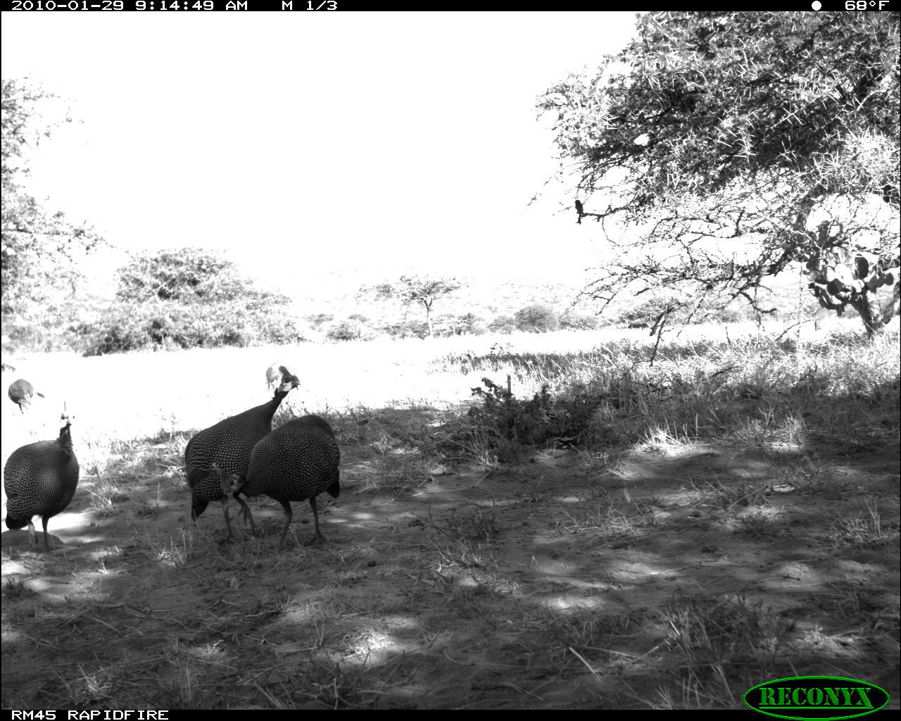 Image of Helmeted Guineafowl