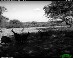 Image of Helmeted Guineafowl