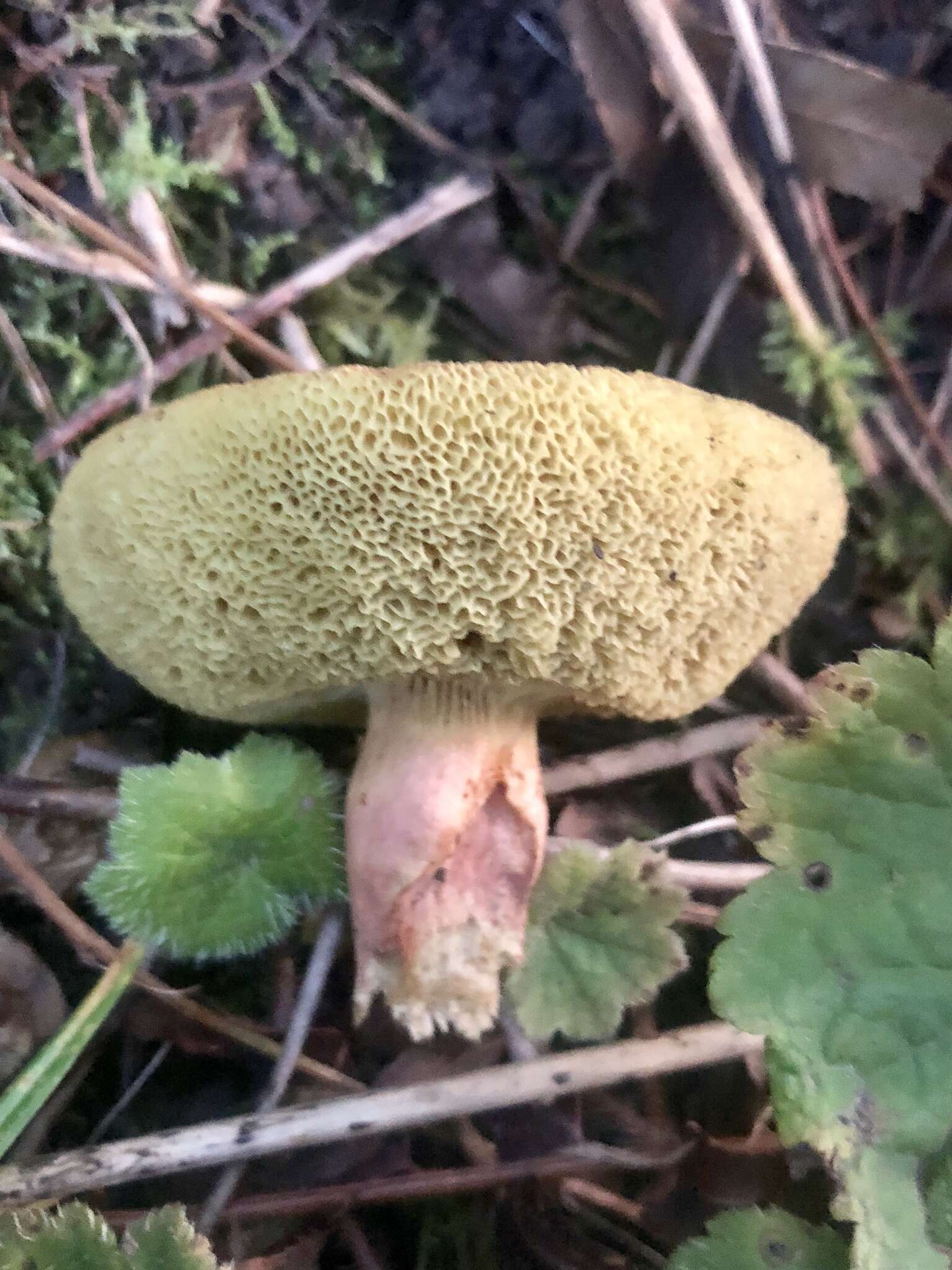 Image de Hortiboletus coccyginus