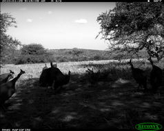 Image of Helmeted Guineafowl