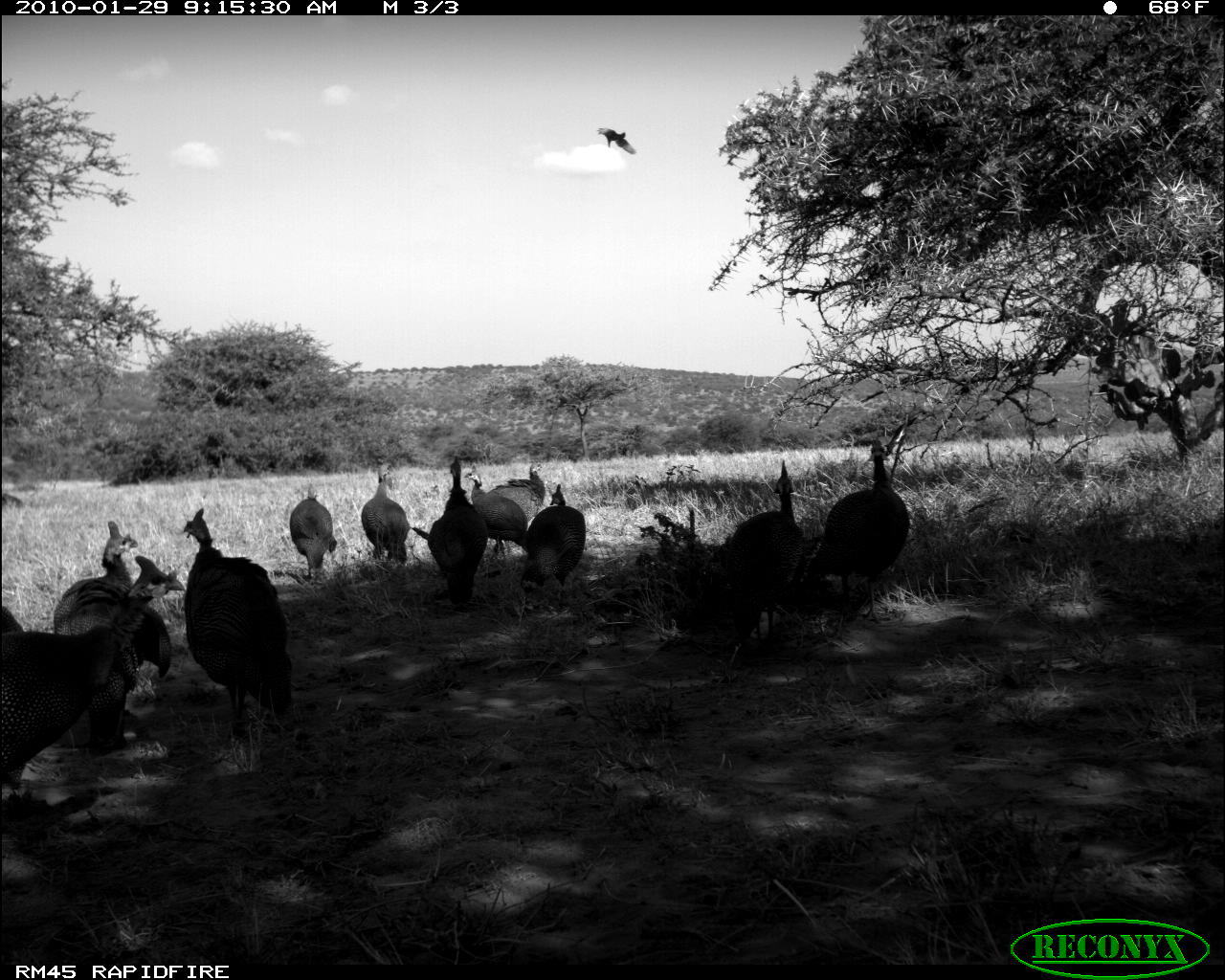 Image of Helmeted Guineafowl