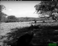 Image of Helmeted Guineafowl