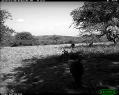 Image of Helmeted Guineafowl