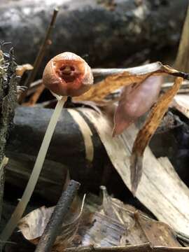 Image of Gastrodia kaohsiungensis