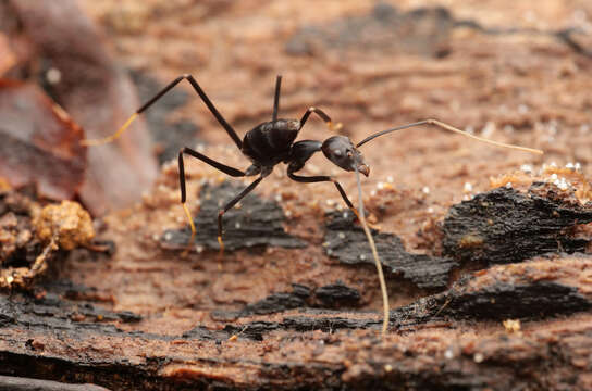 Image of Leptomyrmex flavitarsus (Smith 1859)