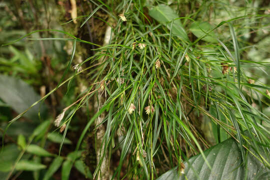 Image of Elleanthus graminifolius (Barb. Rodr.) Løjtnant