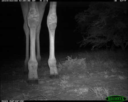 Plancia ëd Giraffa camelopardalis (Linnaeus 1758)