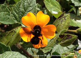 Image of Bombus pauloensis Friese 1912