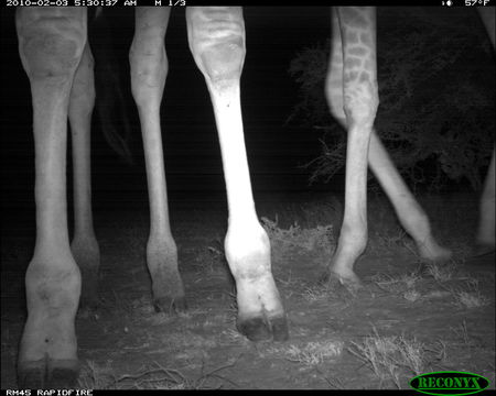 Plancia ëd Giraffa camelopardalis (Linnaeus 1758)