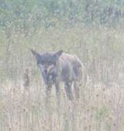 Image of Red wolf