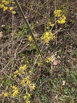 Forsythia suspensa (Thunb.) Vahl resmi