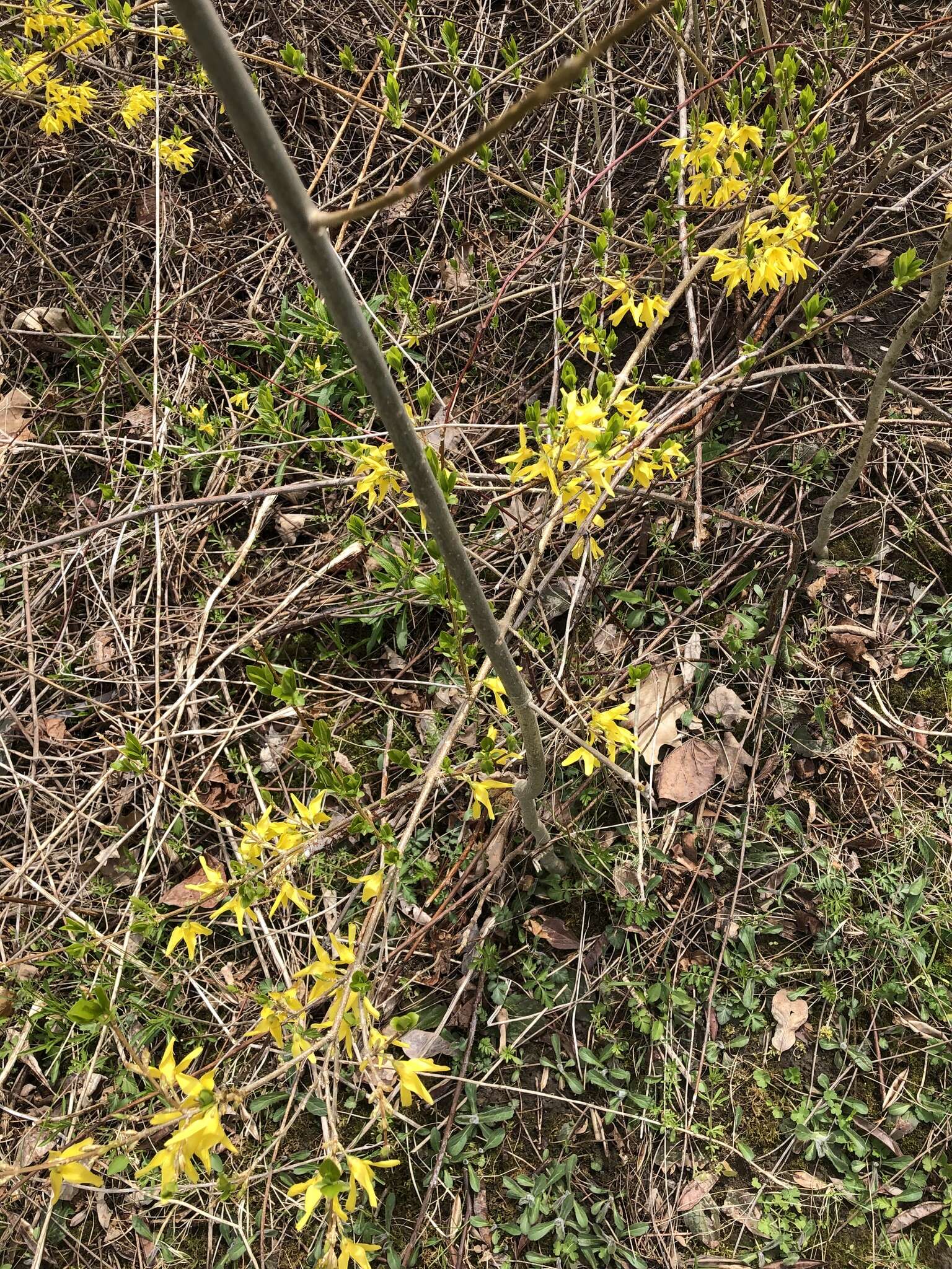 Image of weeping forsythia