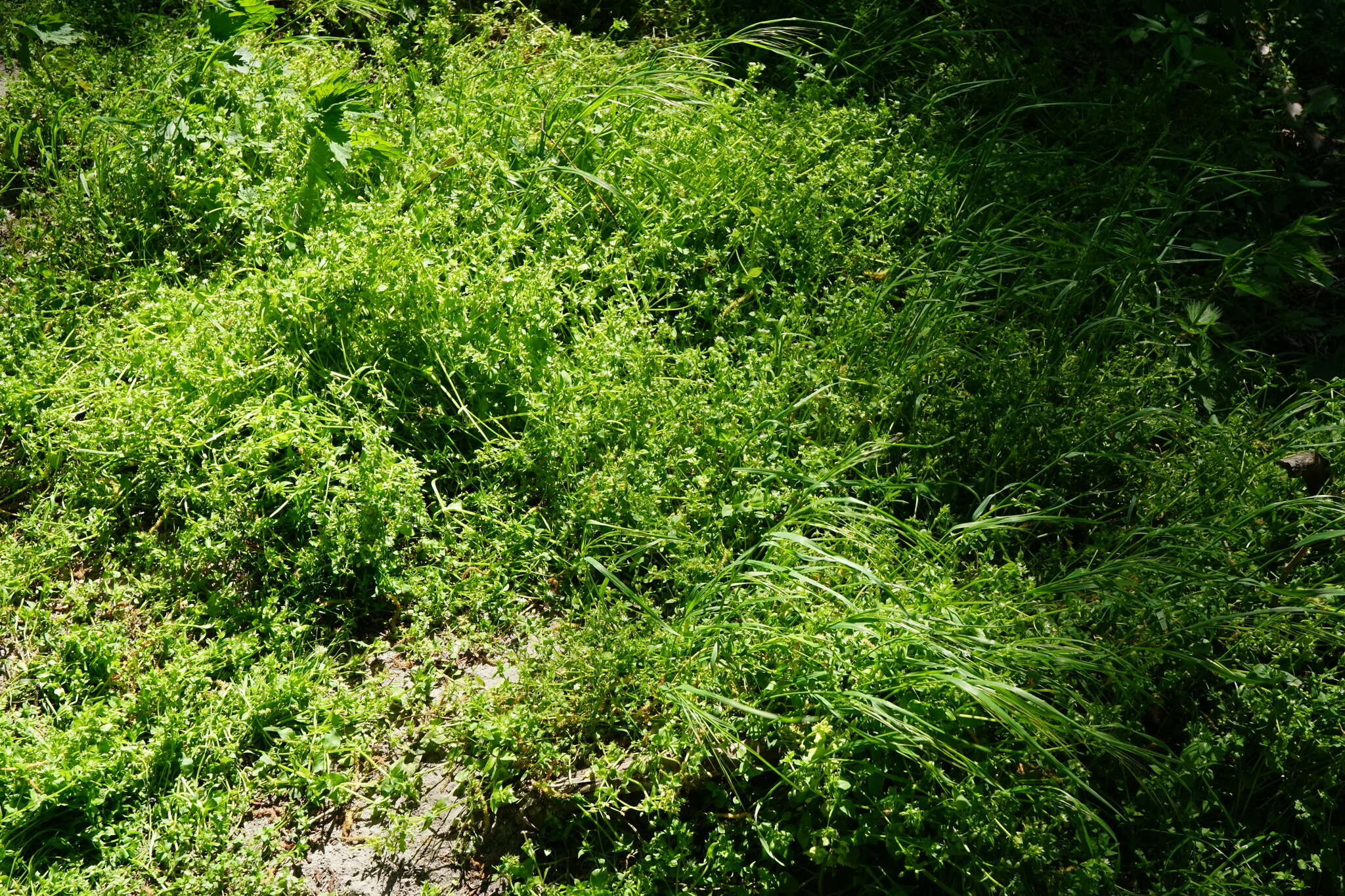 Image of <i>Stellaria ruderalis</i>