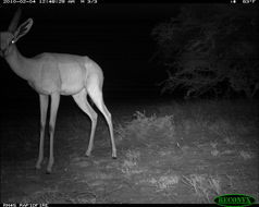 Image of Gerenuk