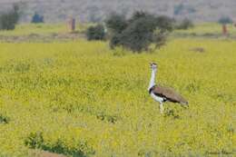 Image of Great Indian Bustard