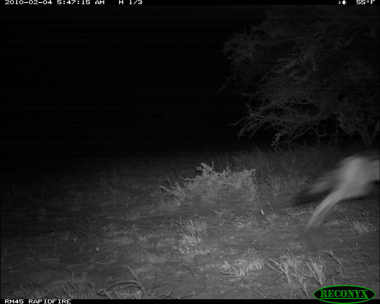 Image of Black-backed Jackal