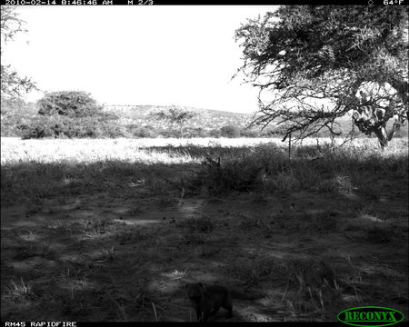 Image of Common Dwarf Mongoose