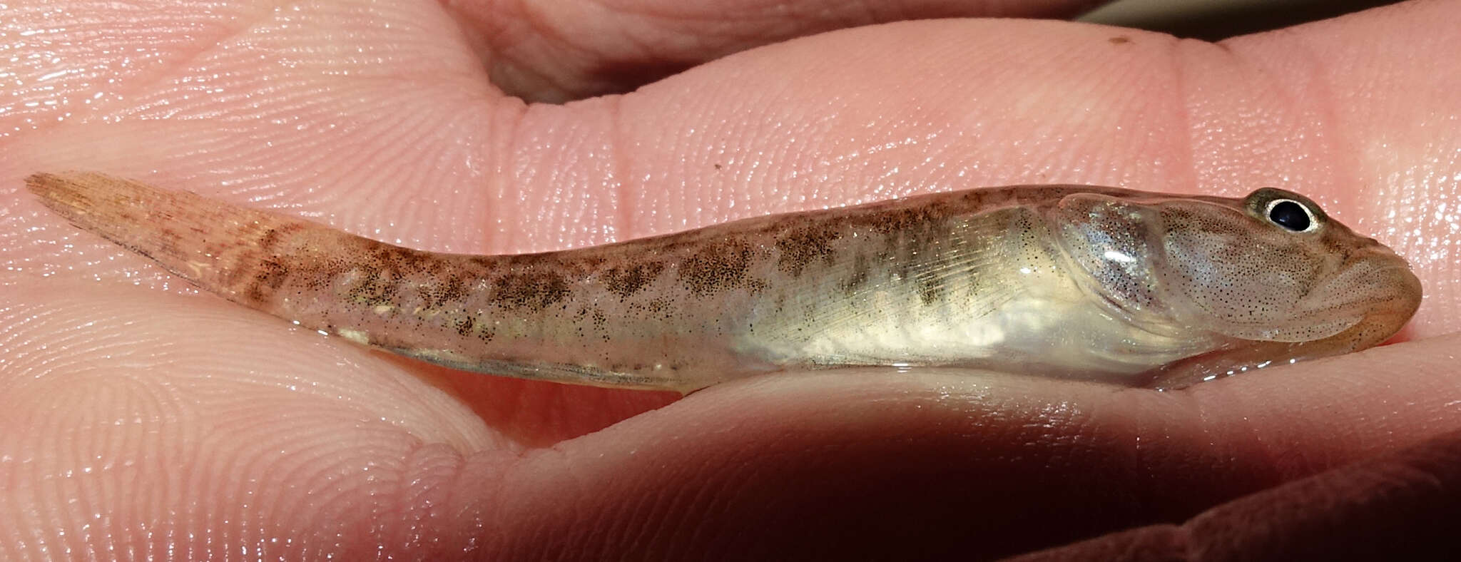 Image of Long-headed goby