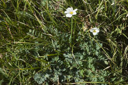 Слика од Callianthemum sajanense Witasek