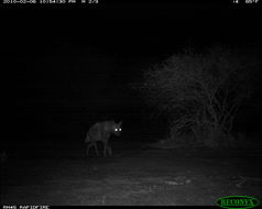 Image of Striped Hyena