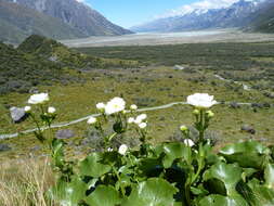 Image of Mount Cook buttercup