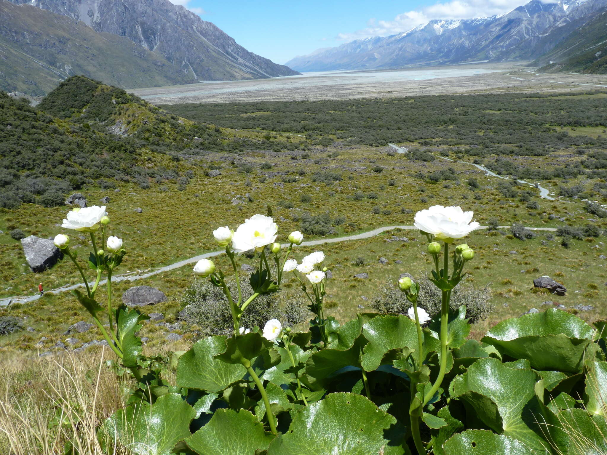 Image of Mount Cook buttercup