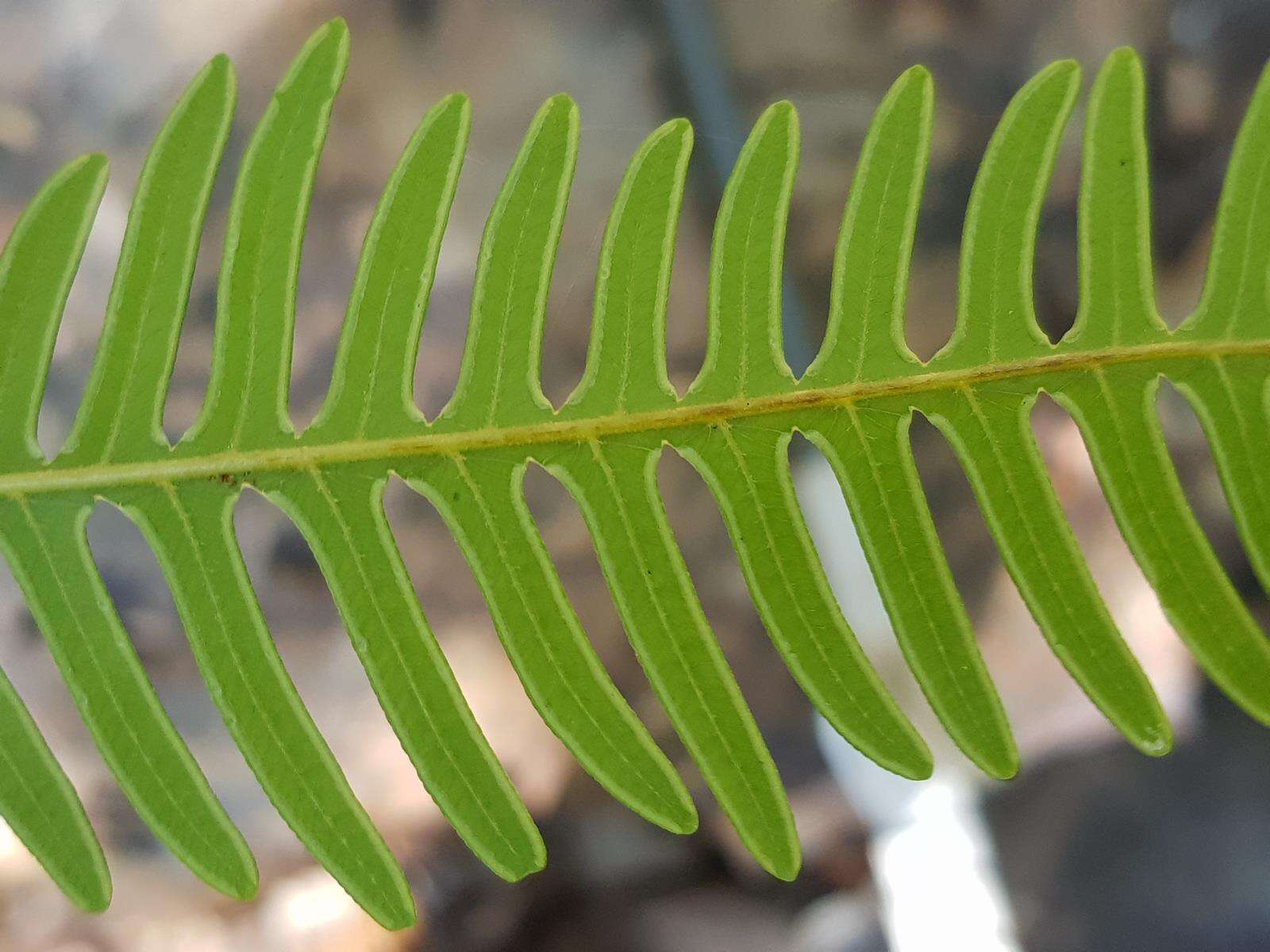 Sivun Pteris catoptera Kunze kuva