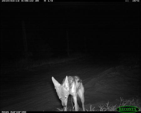 Image of Black-backed Jackal