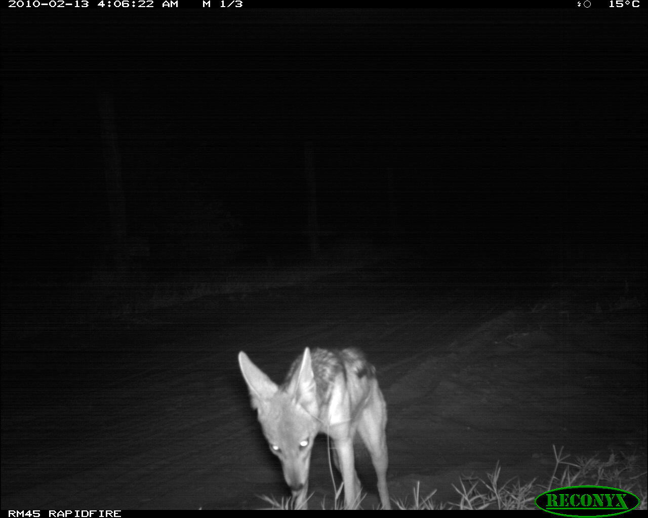 Image of Black-backed Jackal