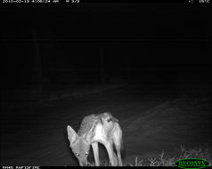 Image of Black-backed Jackal