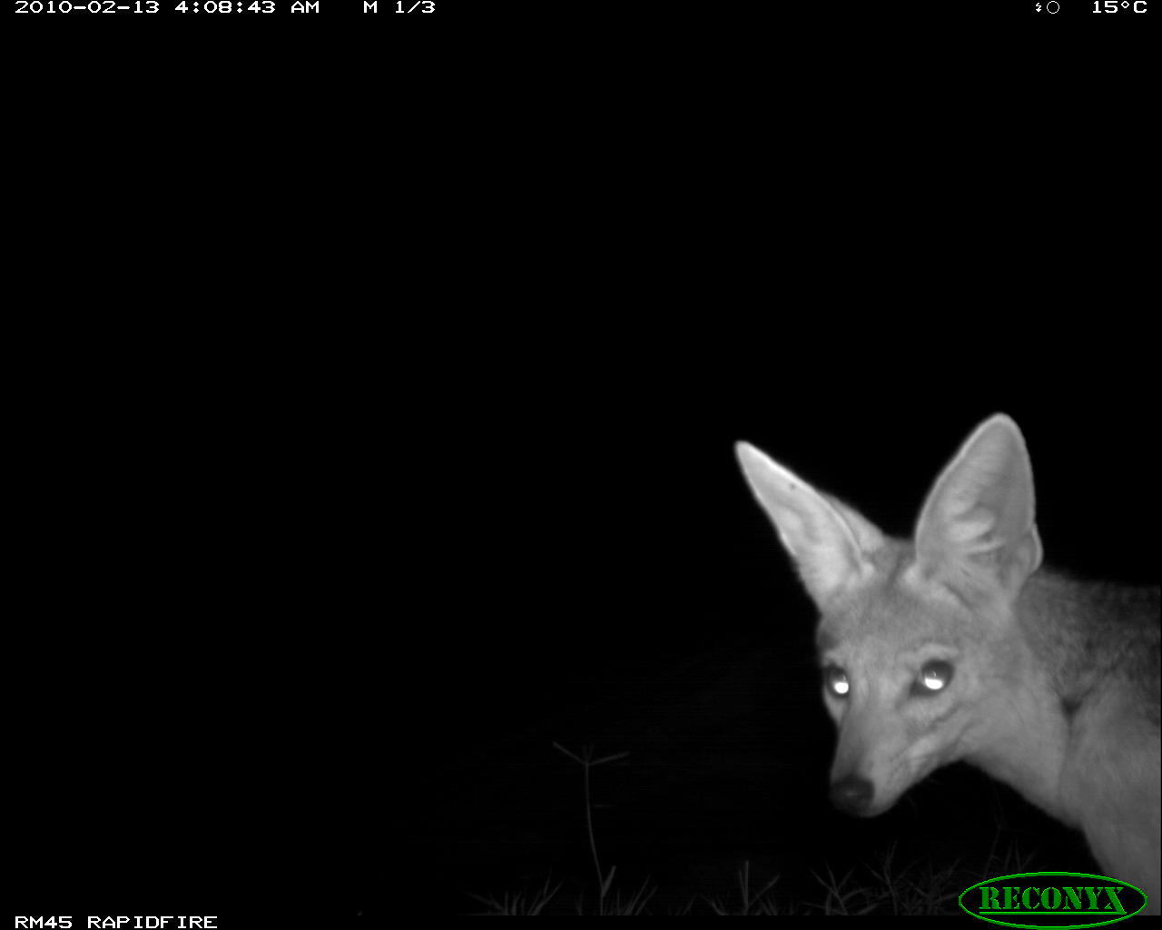 Image of Black-backed Jackal