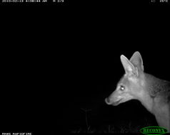 Image of Black-backed Jackal