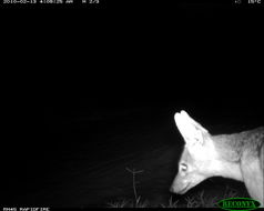 Image of Black-backed Jackal