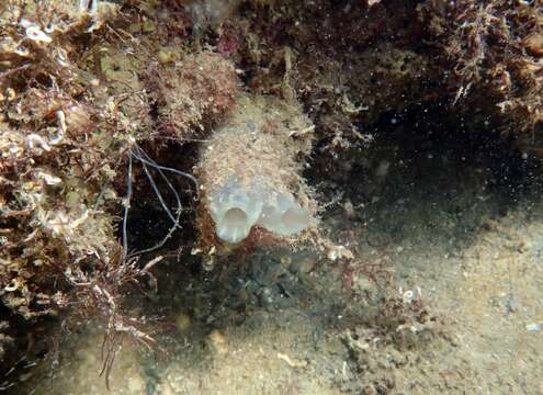 Image of Tunicate