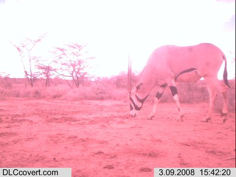 Image of Beisa Oryx