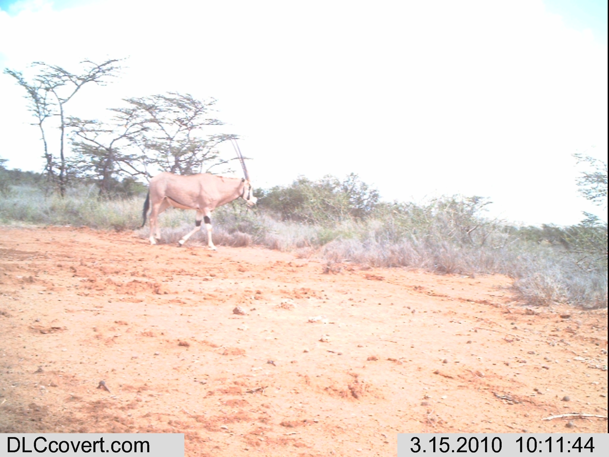 Image of Secretarybird