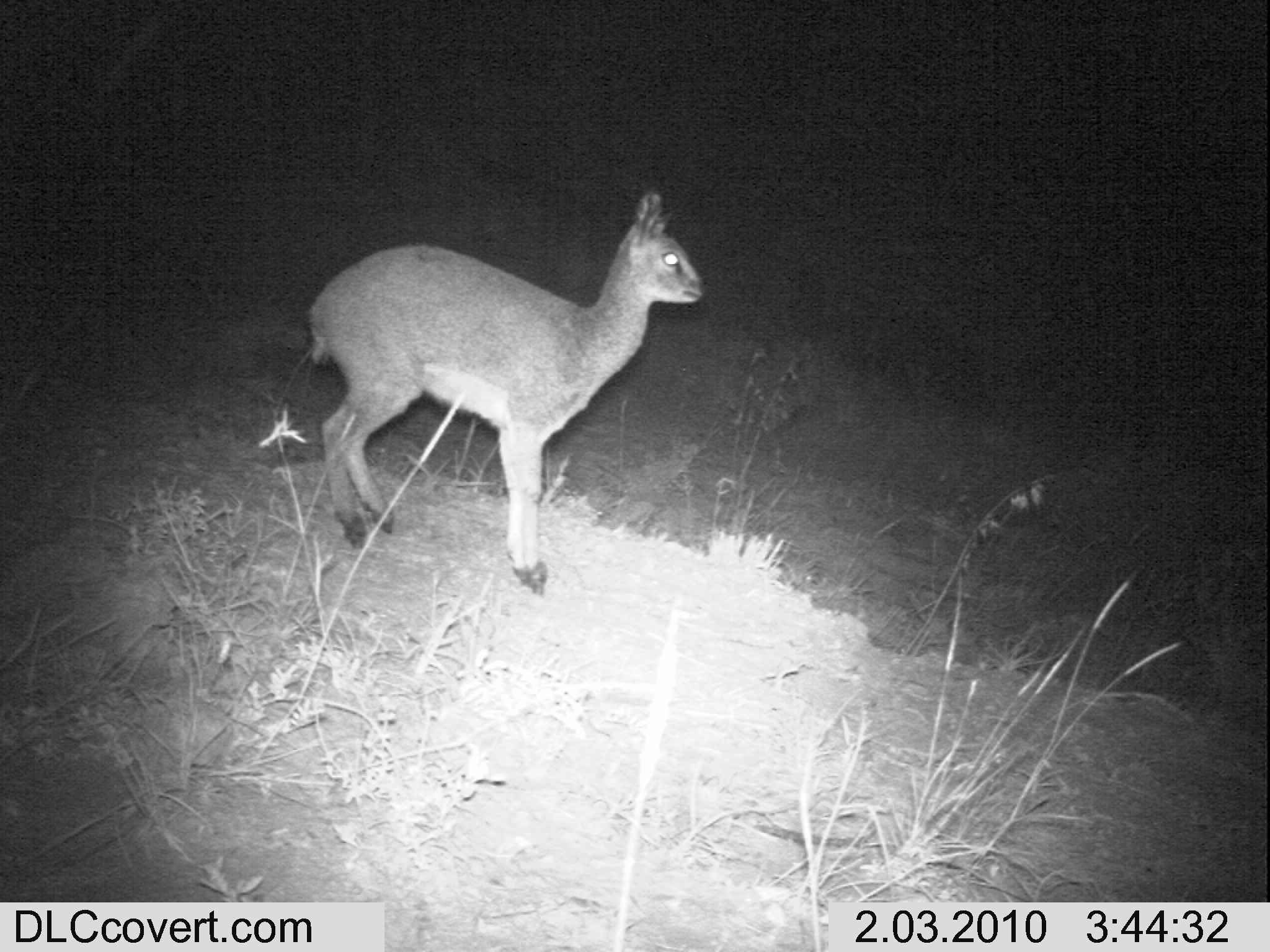 Image of Cape Klipspringer